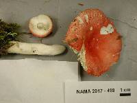 Russula silvicola image