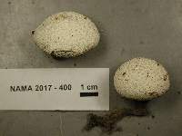 Lycoperdon marginatum image