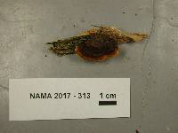 Gloeophyllum sepiarium image