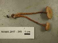 Laccaria pumila image