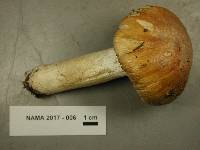 Cortinarius caperatus image