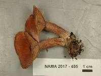 Lactarius camphoratus image