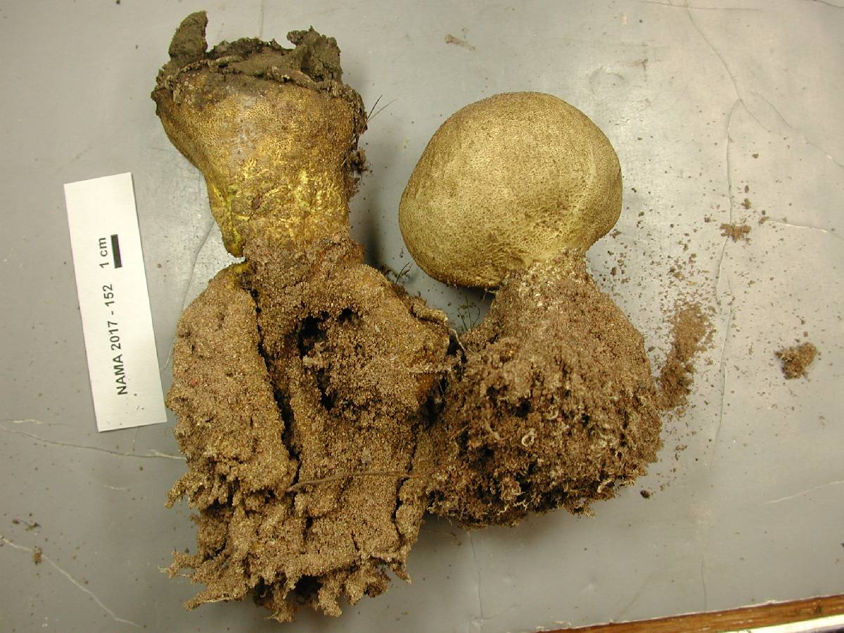 Scleroderma septentrionale image