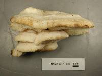 Climacodon septentrionalis image