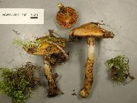 Cortinarius mucosus image