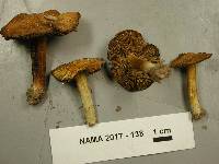 Inocybe sororia image