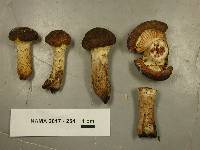 Armillaria sinapina image