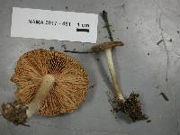 Entoloma griseum image