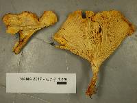 Cantharellus enelensis image