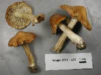 Cortinarius corrugatus image