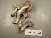 Cortinarius iodes image