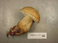 Tylopilus felleus image