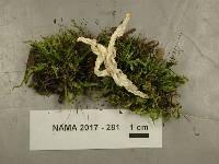 Clavulina rugosa image