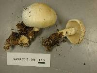 Leucopaxillus albissimus image