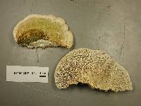 Trametes gibbosa image