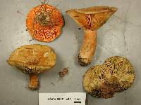 Lactarius deterrimus image