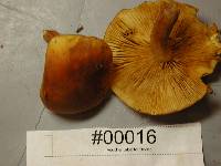 Gymnopilus sapineus image