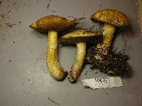 Suillus tomentosus image