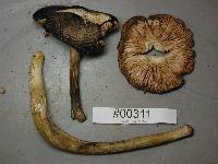 Pluteus primus image