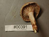 Hygrophorus purpurascens image