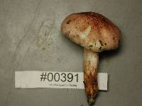 Hygrophorus purpurascens image