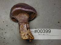 Cortinarius traganus image