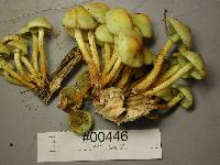Hypholoma capnoides image