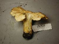 Cantharellus formosus image