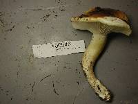 Hygrophorus bakerensis image