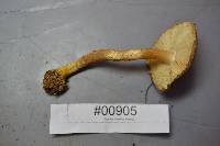 Echinoderma asperum image