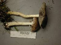 Stropharia hornemannii image