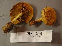 Pholiota flammans image