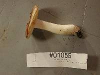 Russula murrillii image