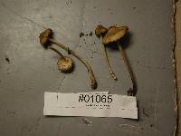 Mycena galericulata image