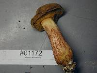 Boletus subtomentosus image