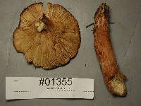 Lactarius rufus image