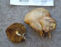 Suillus umbonatus image