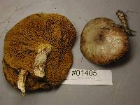 Suillus umbonatus image