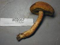 Boletus subtomentosus image