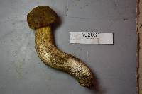 Boletus fibrillosus image