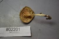 Clitopilus prunulus image