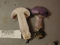 Cortinarius subfoetidus image