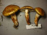 Tricholoma focale image