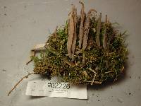 Alloclavaria purpurea image