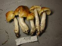 Tricholoma arvernense image