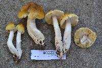 Tricholoma arvernense image