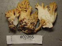 Ramaria celerivirescens image