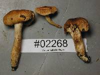 Cuphophyllus pratensis image