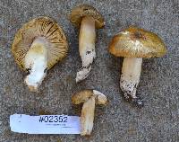 Tricholoma subsejunctum image