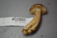 Lactarius kauffmanii image